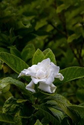 Gardenia