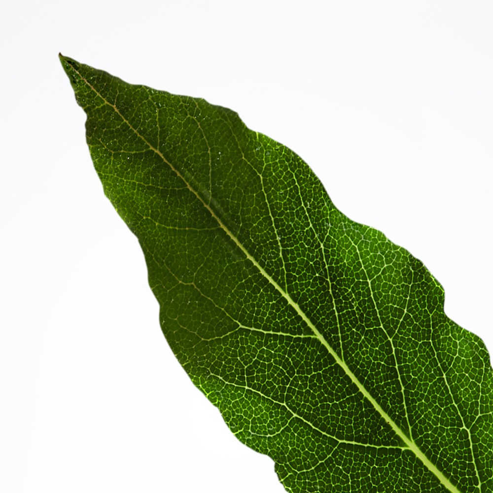 L.12.12 Blanc, Deostick