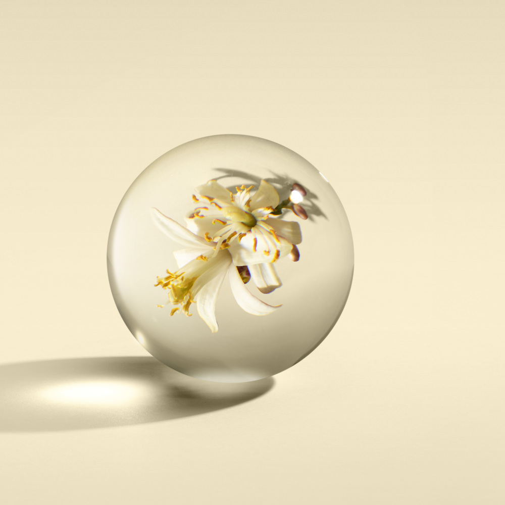 Orange & Bergamot, EdT