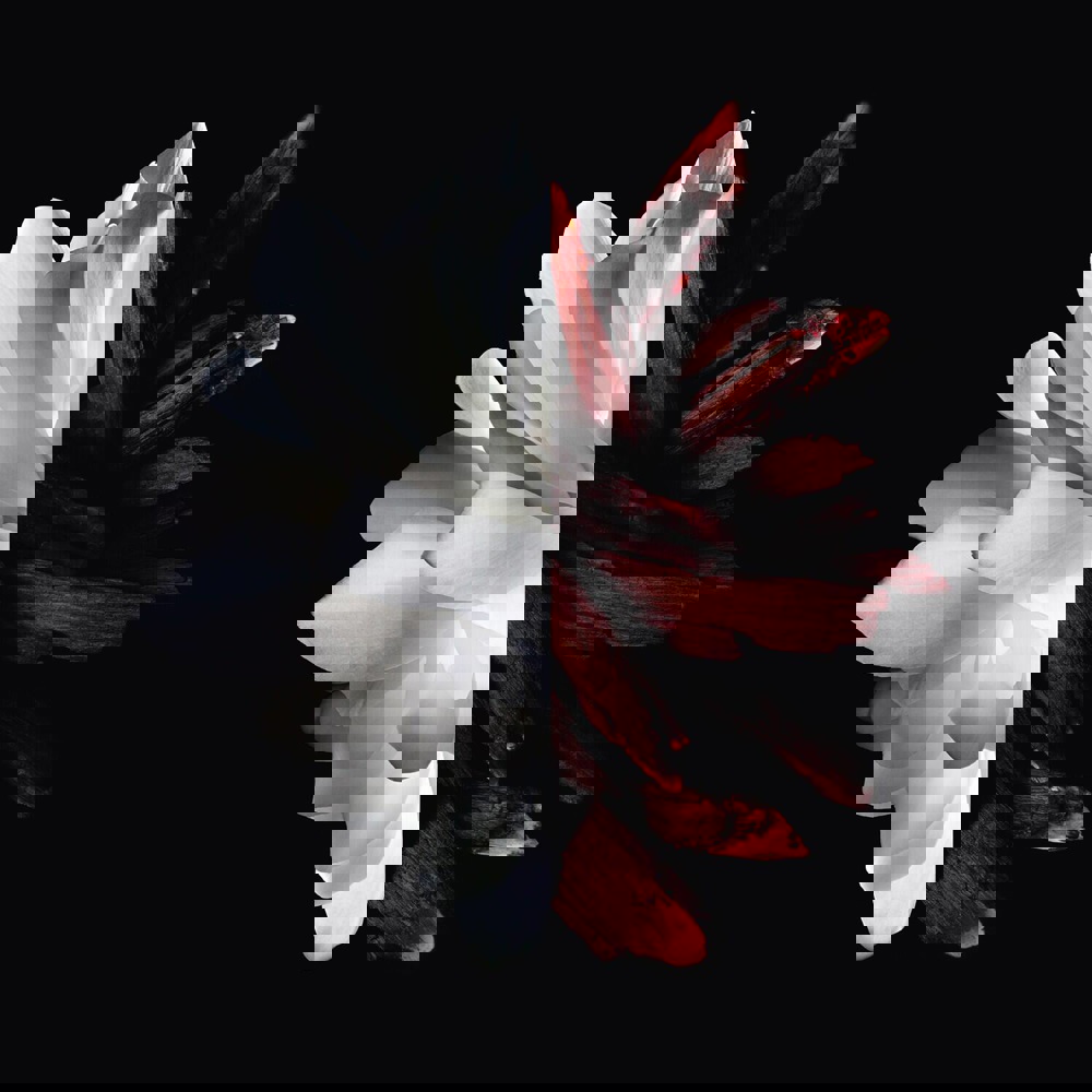 L'Interdit Rouge, EdP