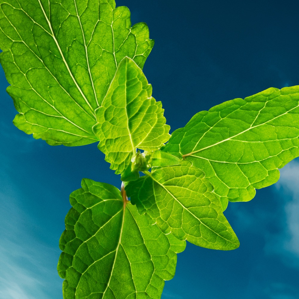 Boss Bottled Bold Citrus Summer, EdP