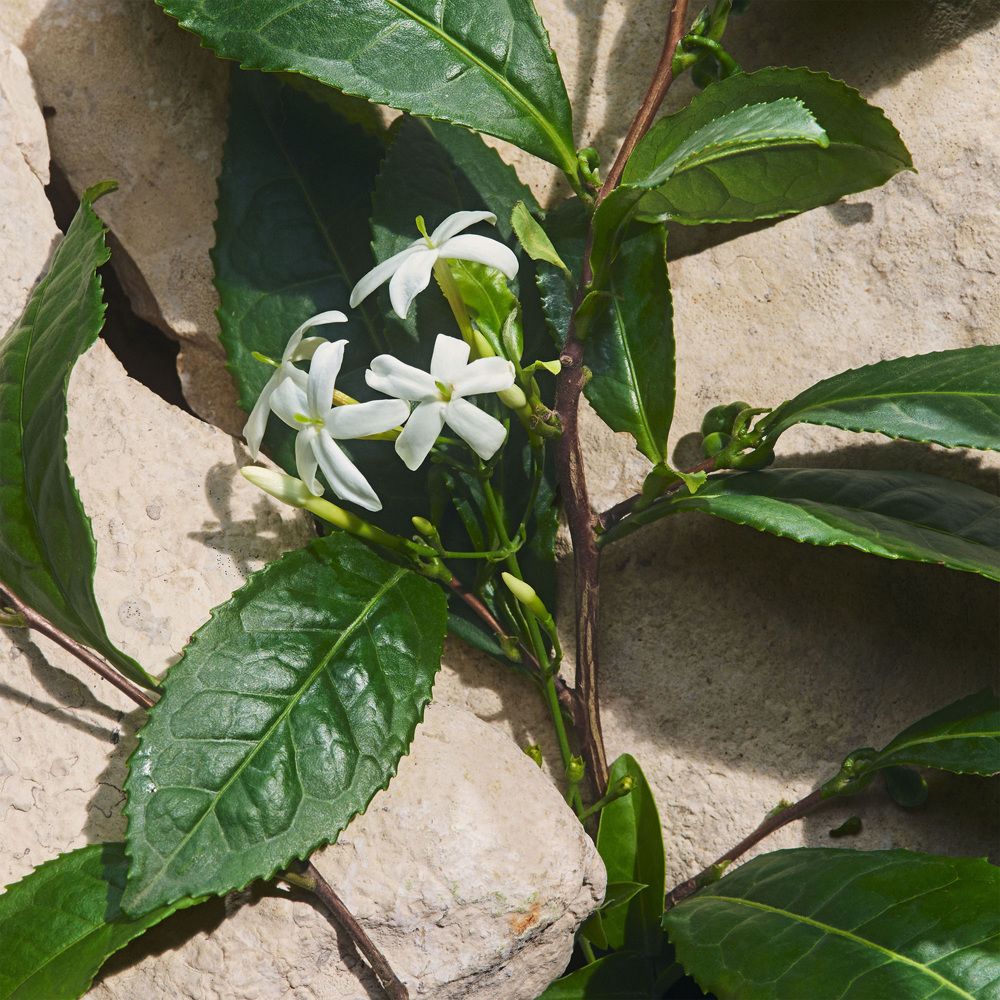 Light Blue Capri in Love, EdP