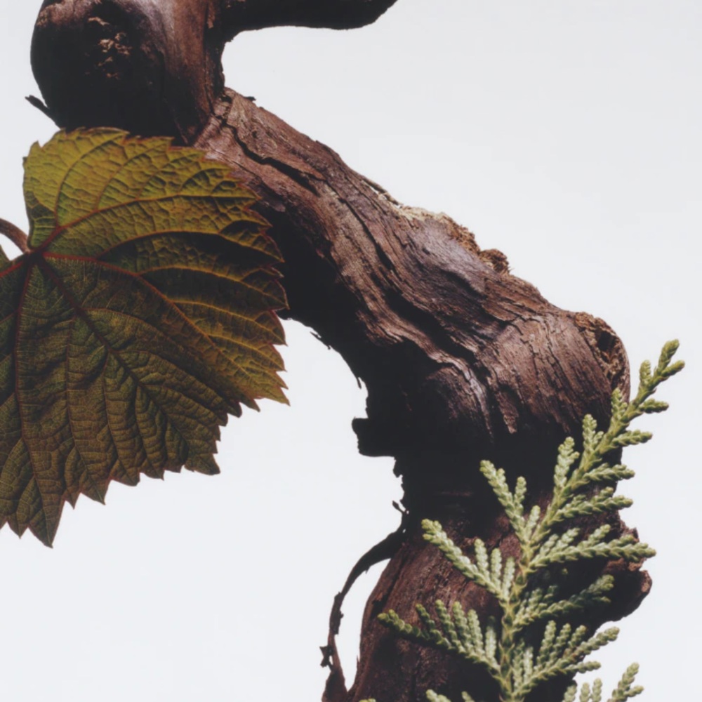 Cypress & Grapevine Scented Classic Candle, 200g