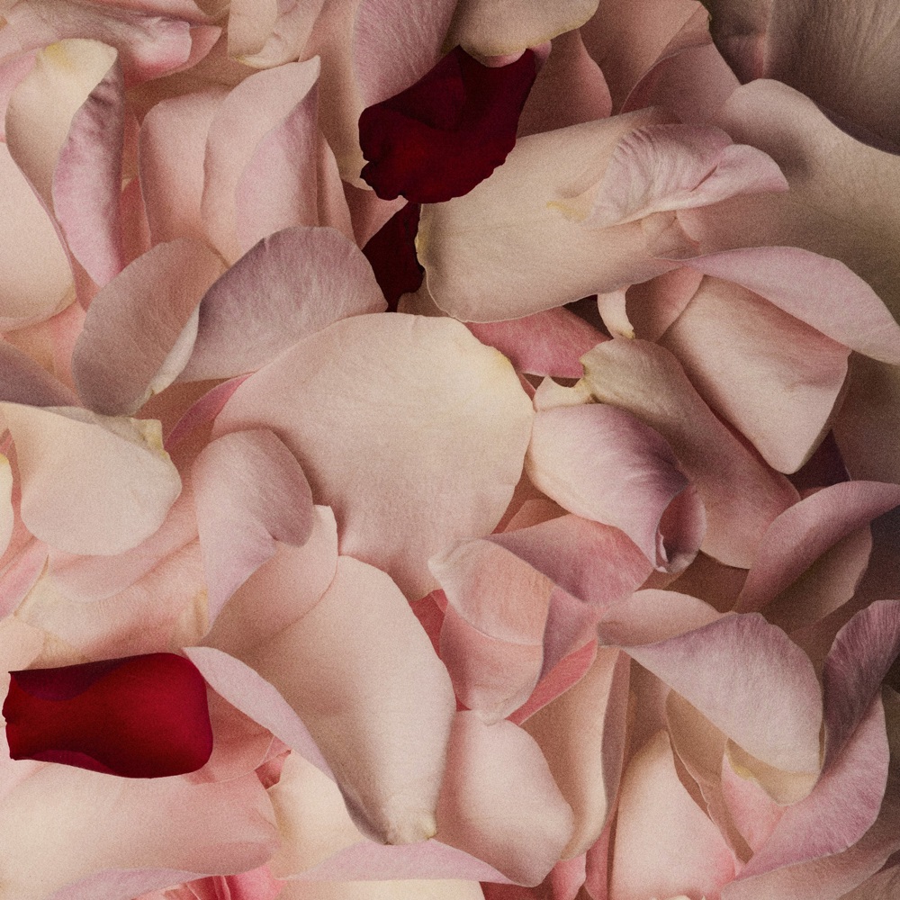 302 My Rose, Extrait de Parfum