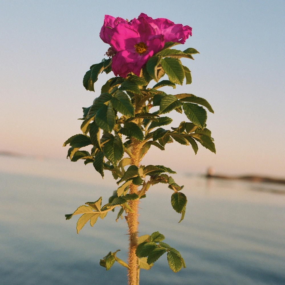 327 Hand & Body Wash Seaside Rose