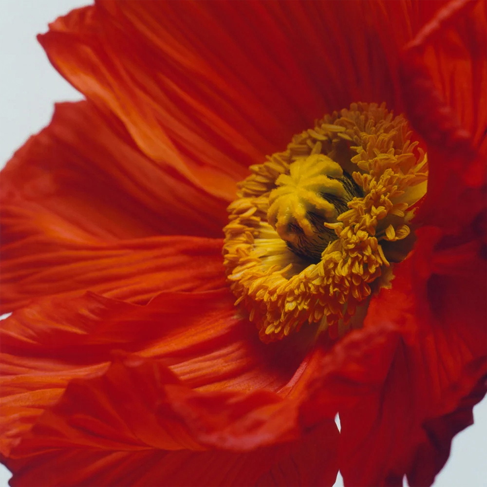 Scarlet Poppy, Cologne Intense