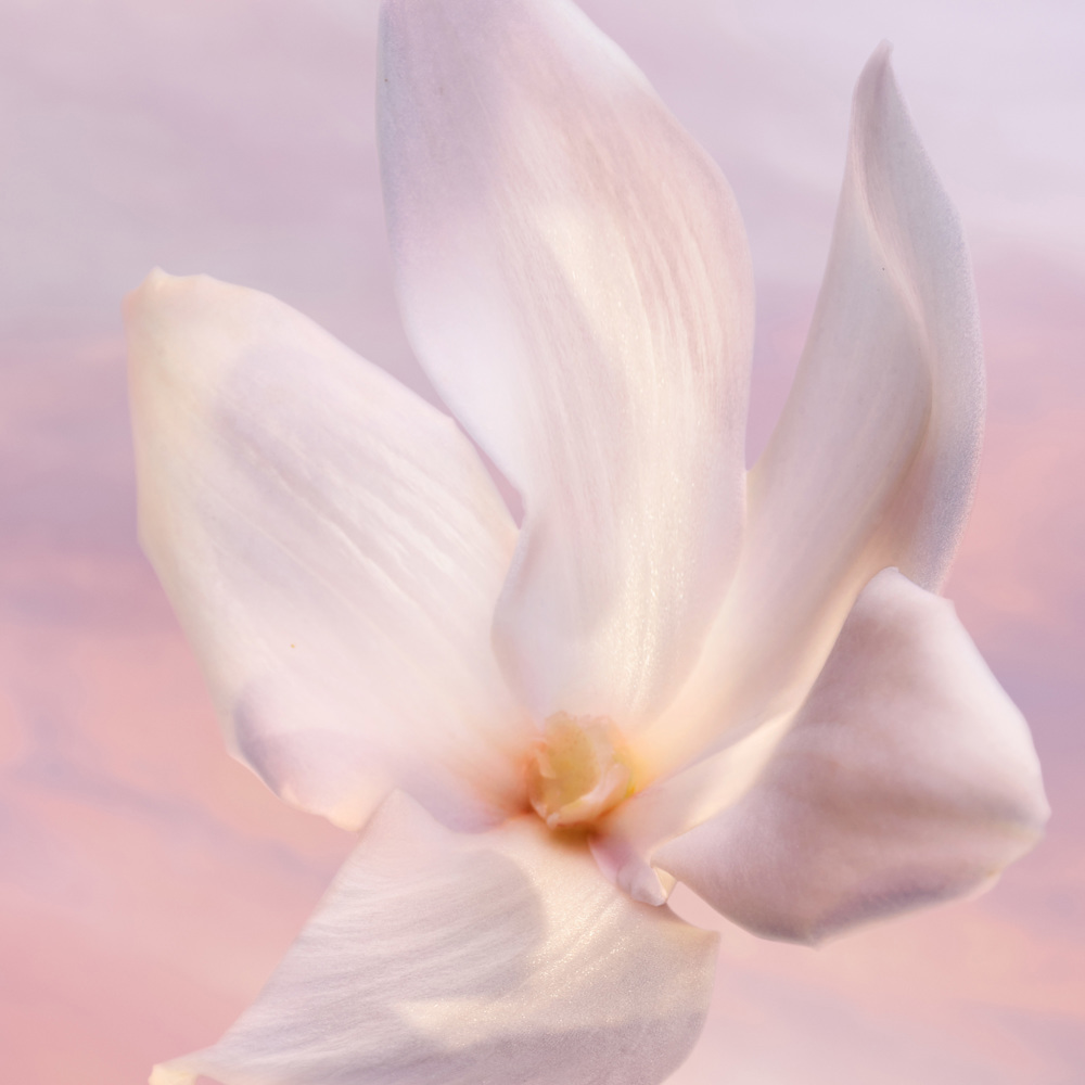 La Vie Est Belle Vanille Nude, EdP