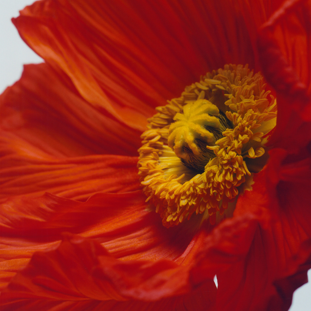 Scarlet Poppy, Cologne Intense
