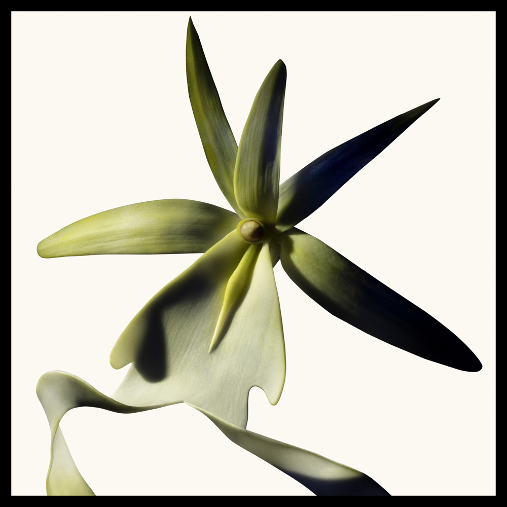 Black Orchid Reserve, EdP