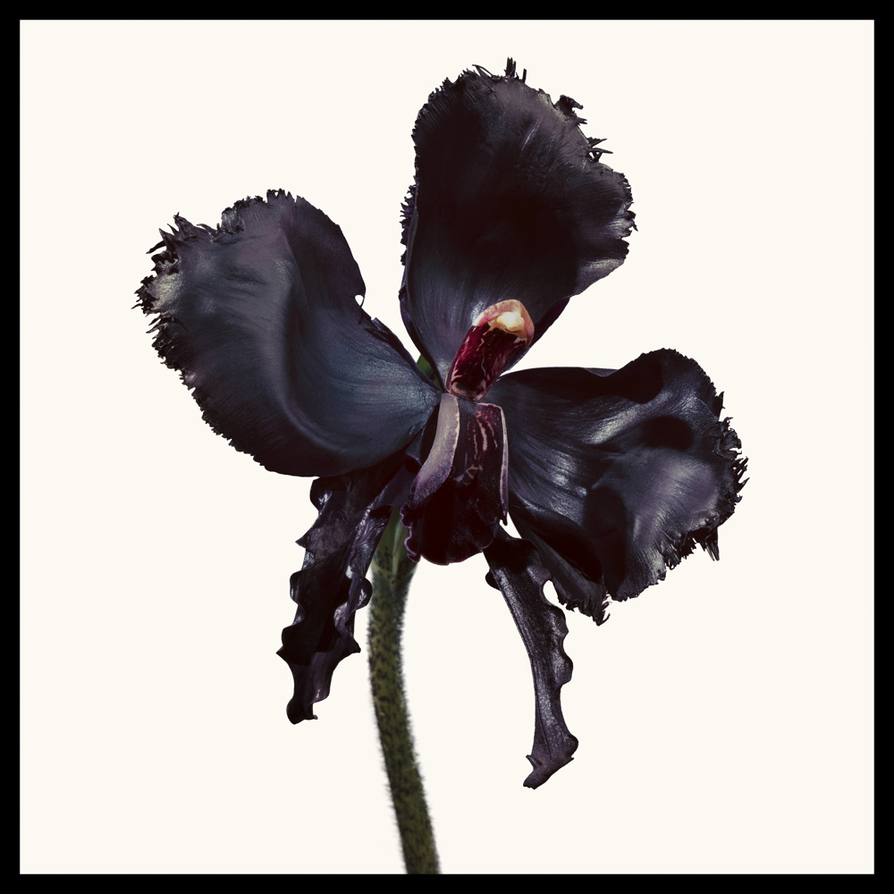 Black Orchid Reserve, EdP