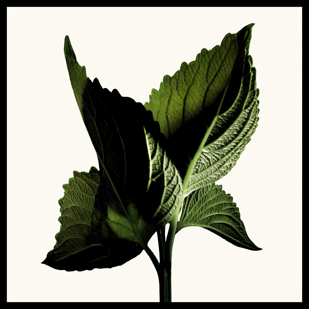 Black Orchid Reserve, EdP