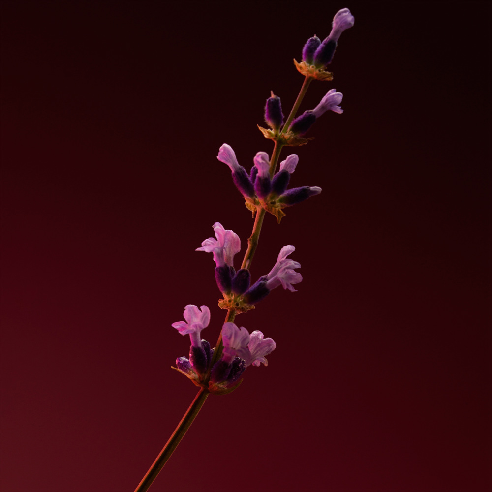 Boss The Scent Elixir, Parfum