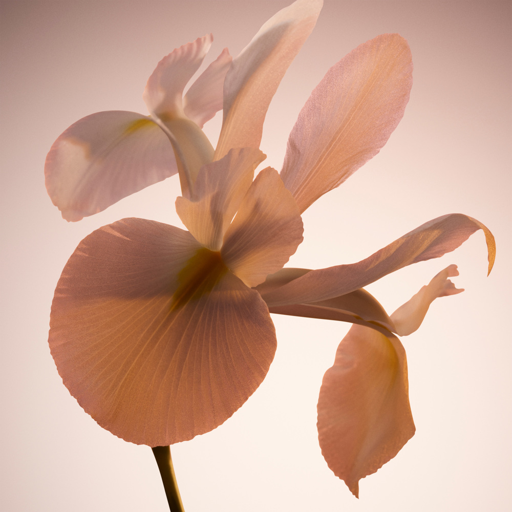 Boss The Scent, Le Parfum