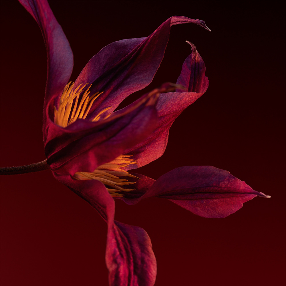 Boss The Scent for Her Elixir, EdP