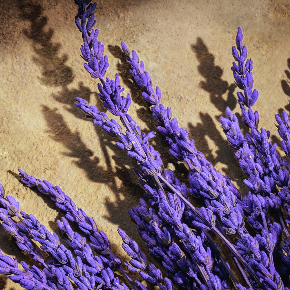 Devotion Pour Homme, Parfum