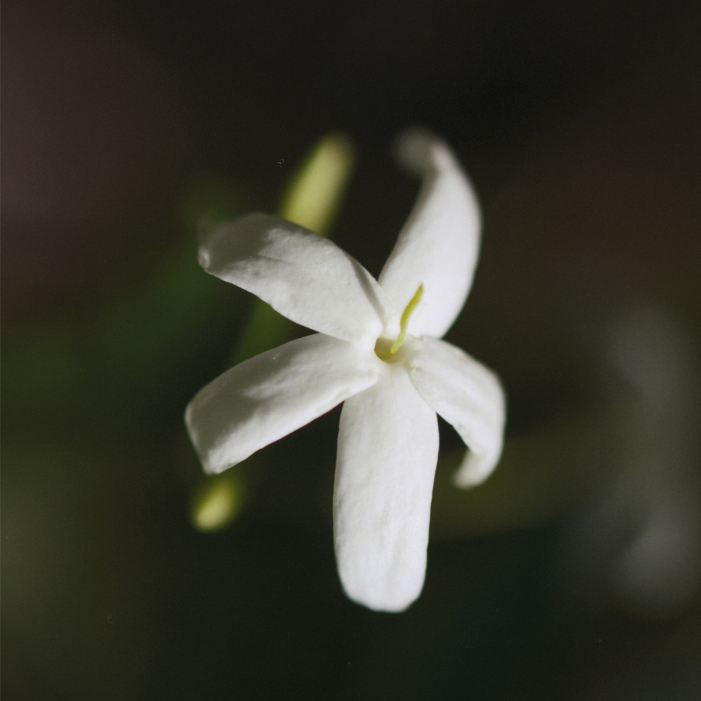 Nomade Jasmin Naturel, EdP