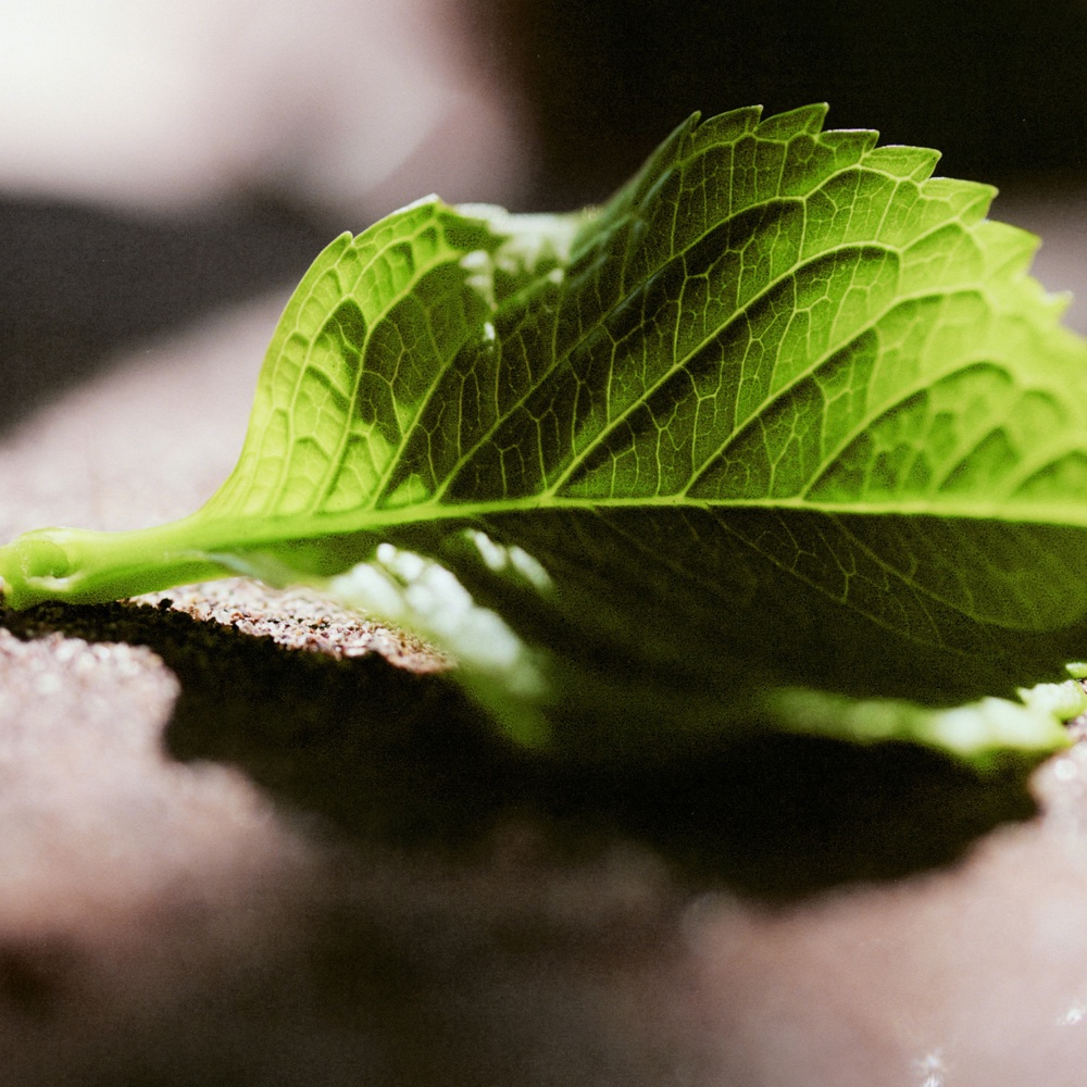 Nomade Jasmin Naturel Intense, EdP