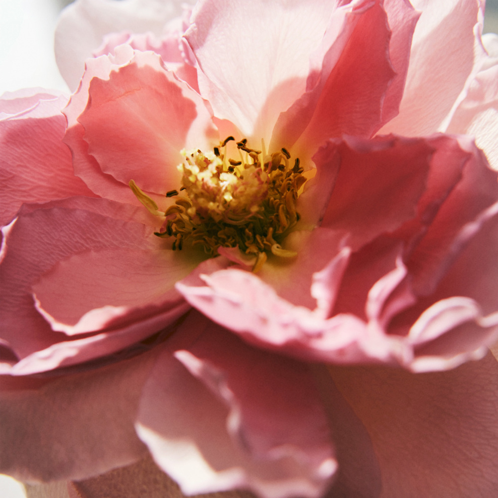 L'Eau De Parfum Intense, EdP