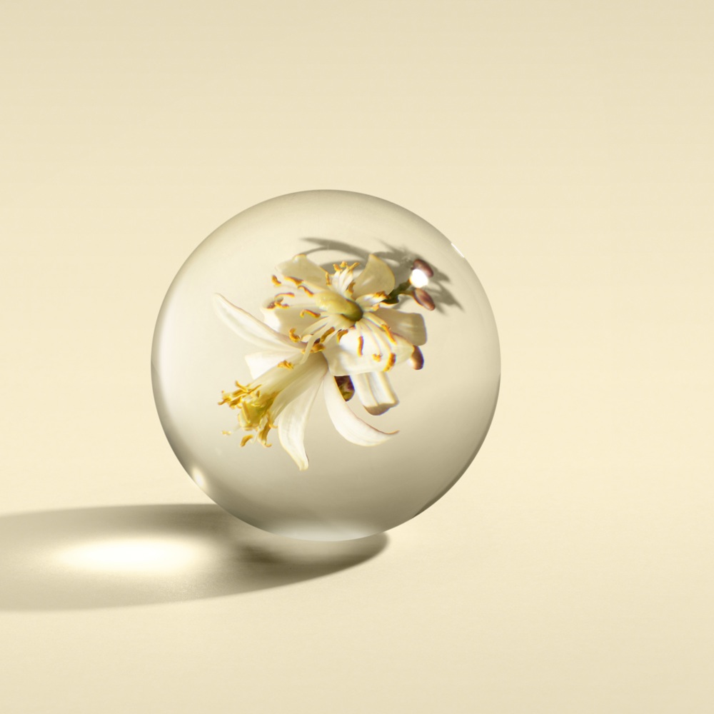 Signature Candle Single Wick, Orange & Bergamot