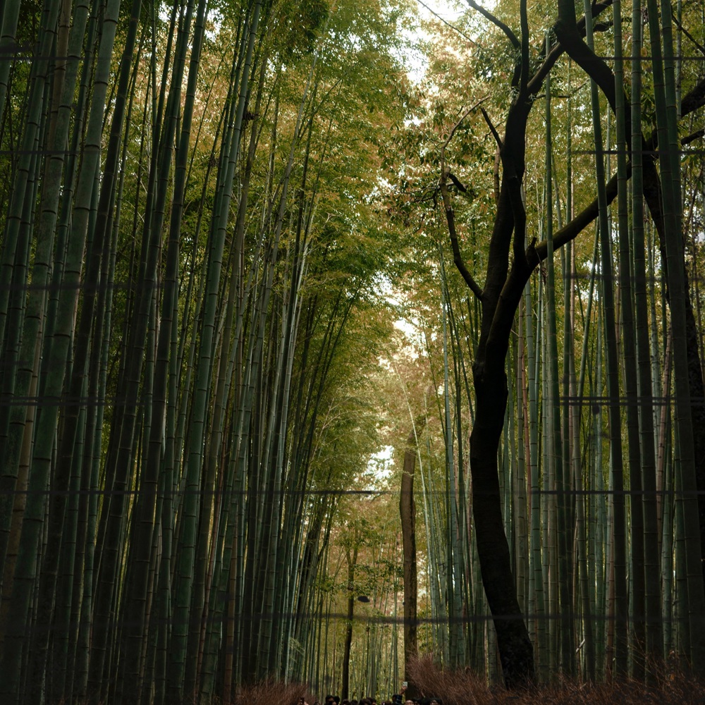 Poème de Sagano, EdP