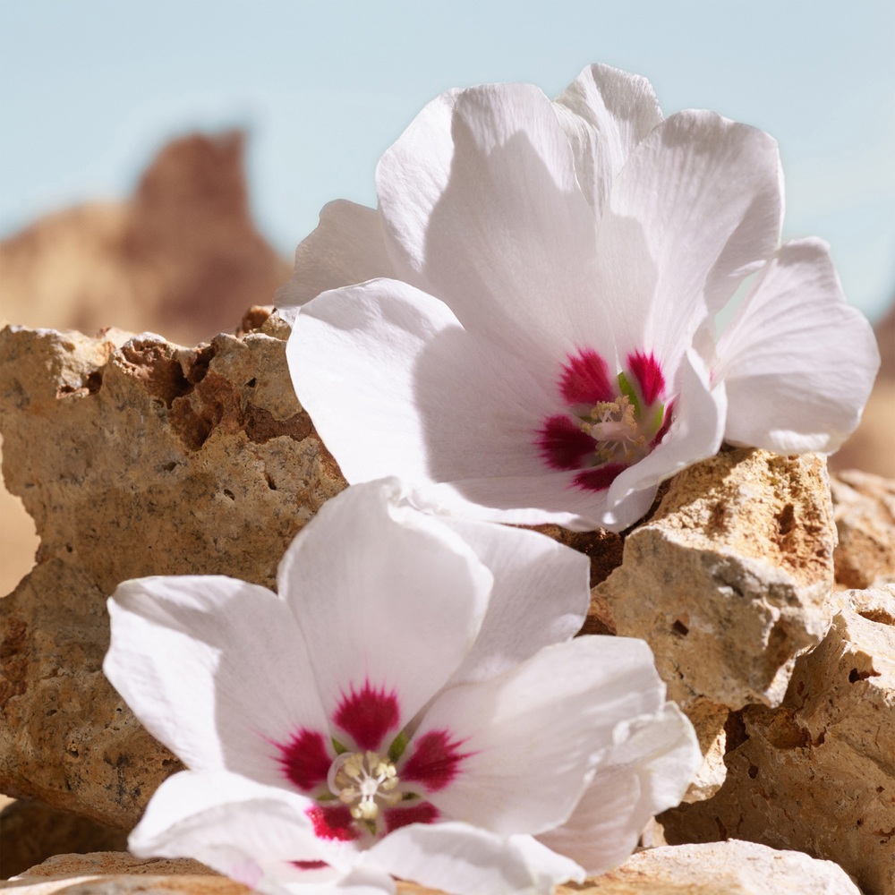 K by Dolce & Gabbana Elixir, Parfum