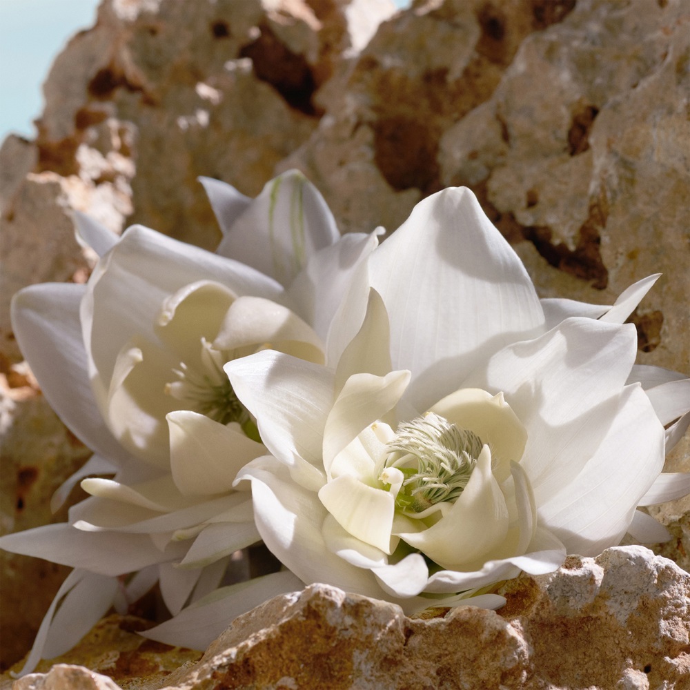 Q by Dolce & Gabbana Elixir, Parfum