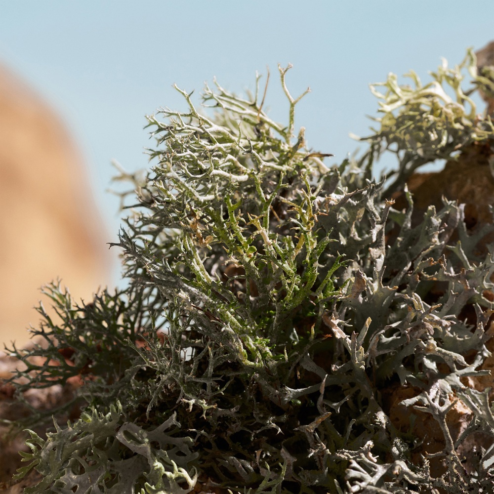 Q by Dolce & Gabbana Elixir, Parfum