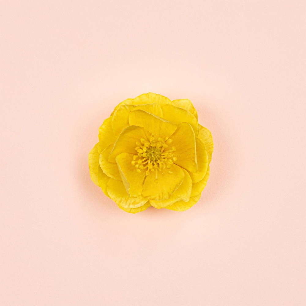 Bloom Ambrosia d'Oro, Parfum