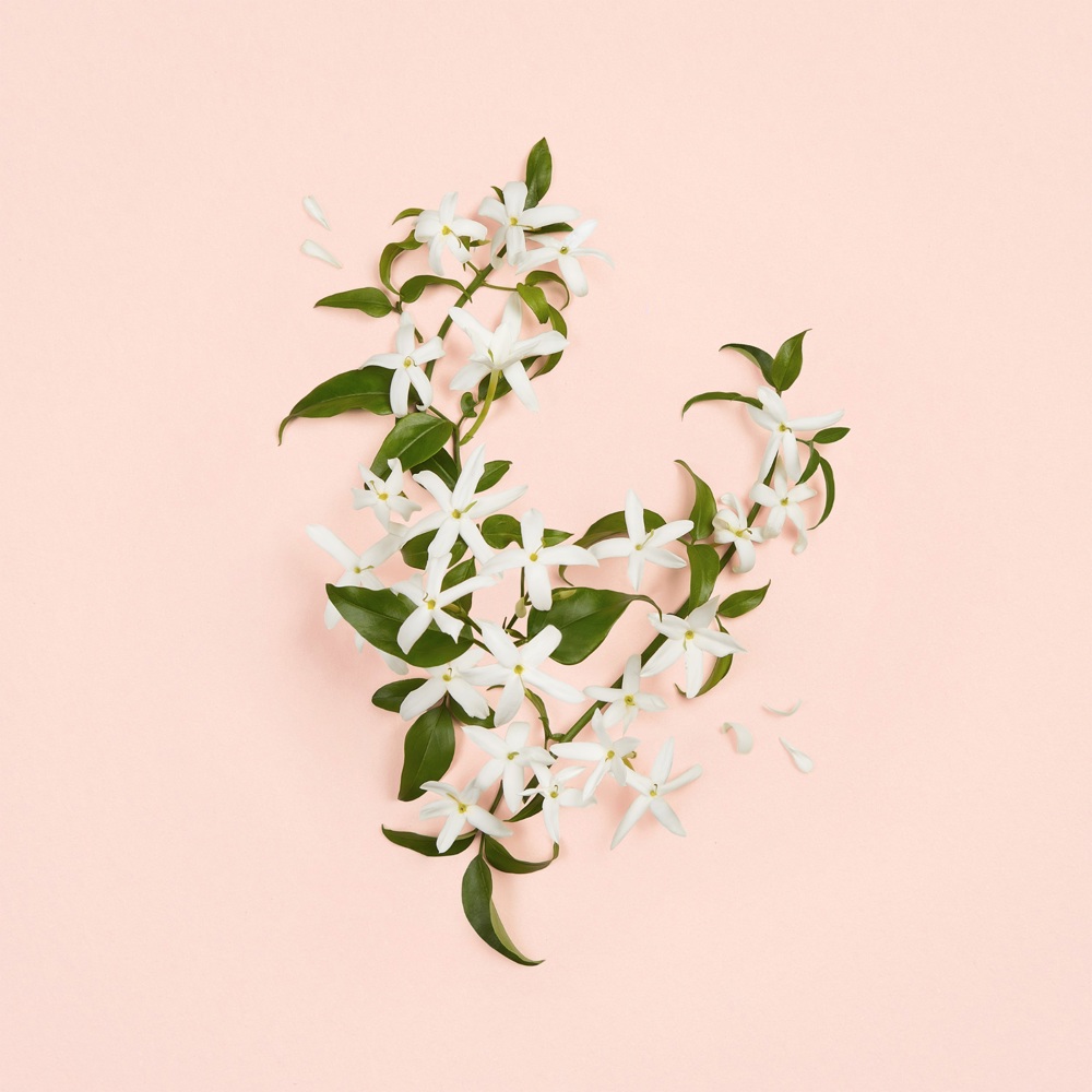 Bloom Ambrosia d'Oro, Parfum