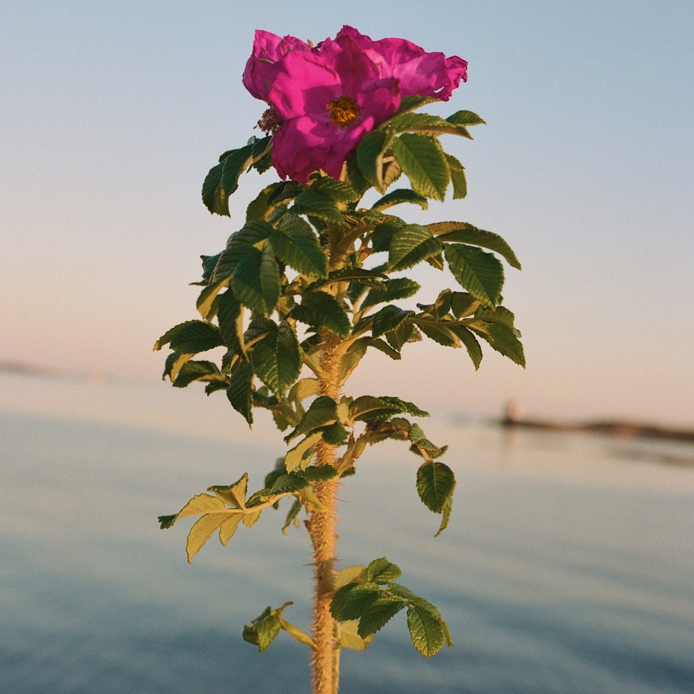 329 Hand Cream Seaside Rose