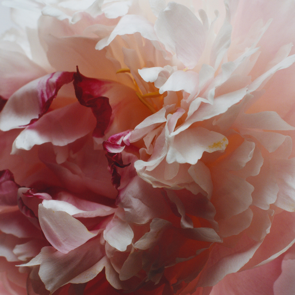 Peony & Blush Suede, Cologne