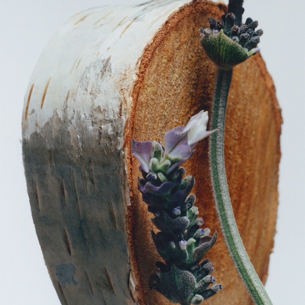 Silver Birch & Lavender, Cologne