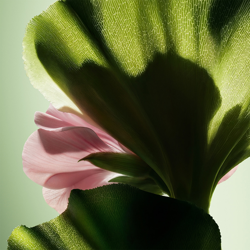 Paradigme, Parfum