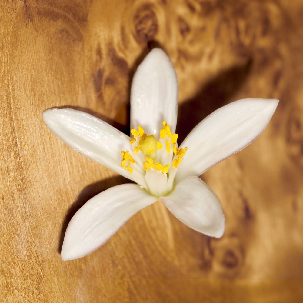 Chloé le Nectar, Parfum Intense