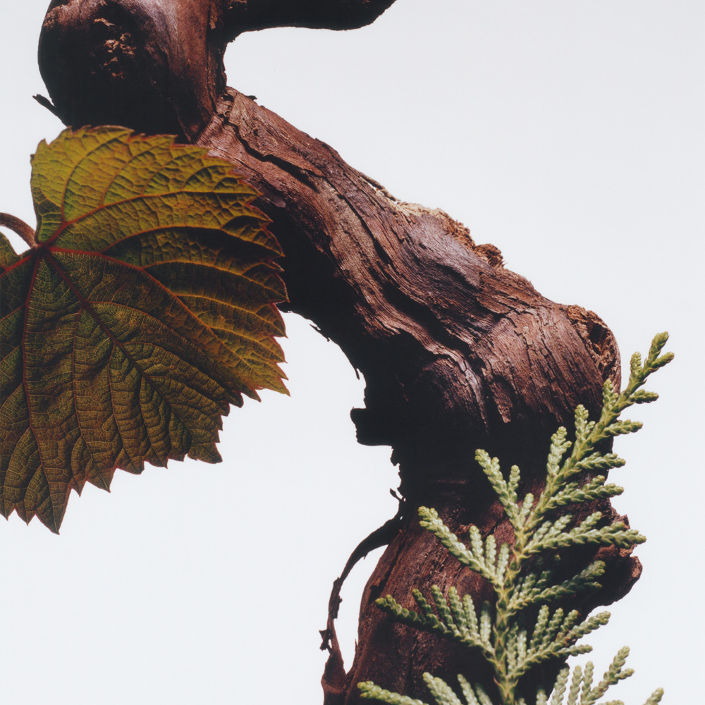 Cypress & Grapevine Everywhere & More Set