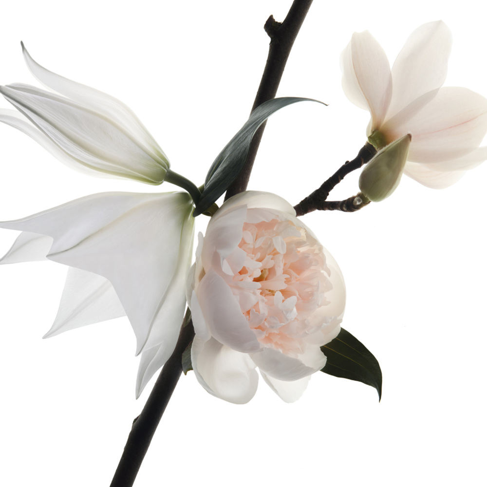 Mon Paris Floral, EdP