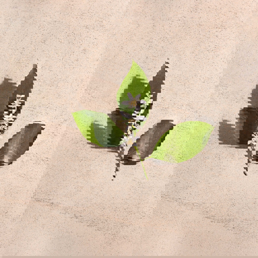 Illusione Female, EdP