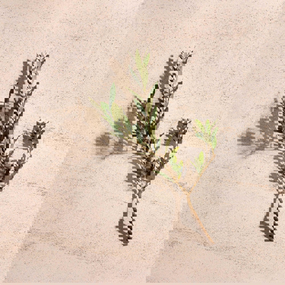 Illusione Female, EdP