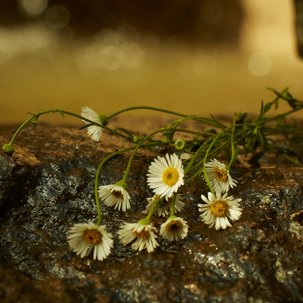 Mémoire D'Une Odeur, EdP