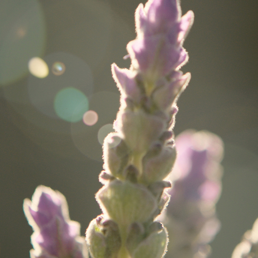 Gucci Guilty Pour Homme, EdC