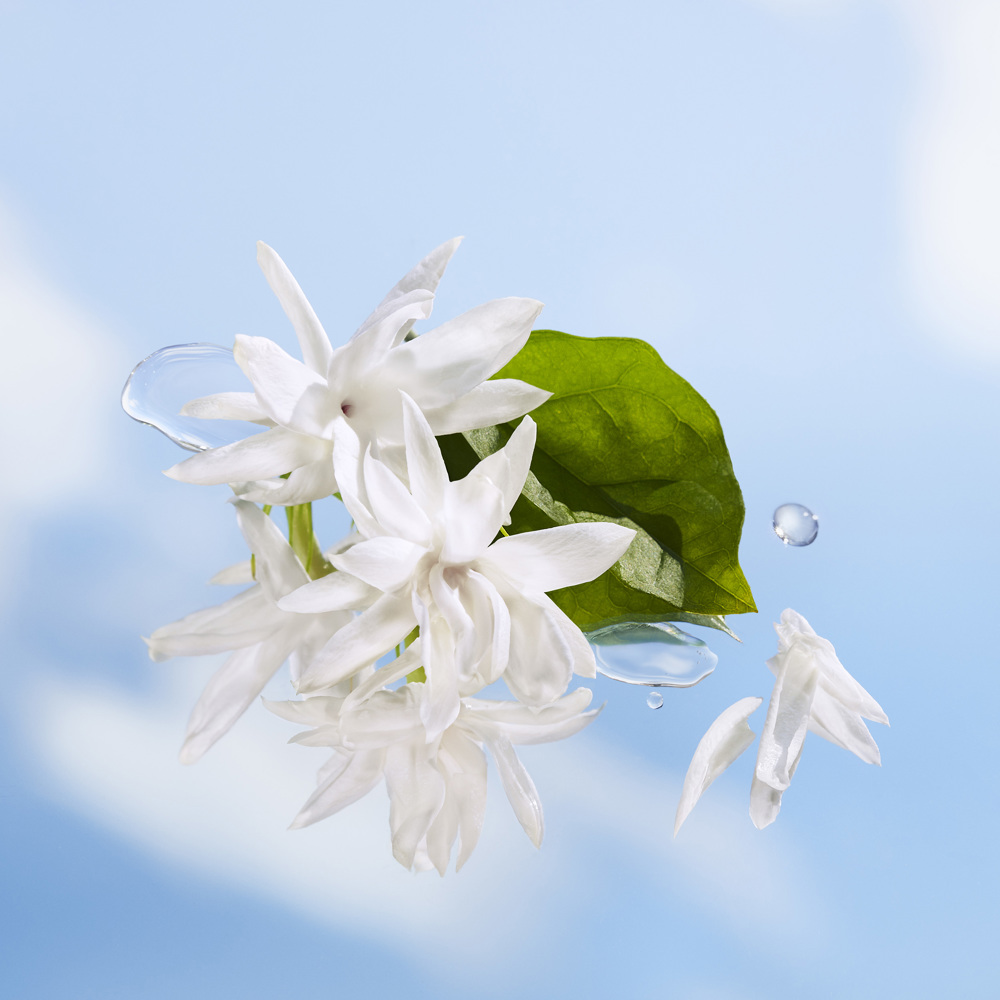 Summer Festival, EdT